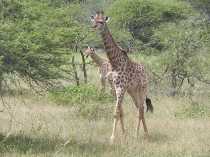 Marloth Kruger Little Manor Marloth Park Mpumalanga South Africa Giraffe, Mammal, Animal, Herbivore