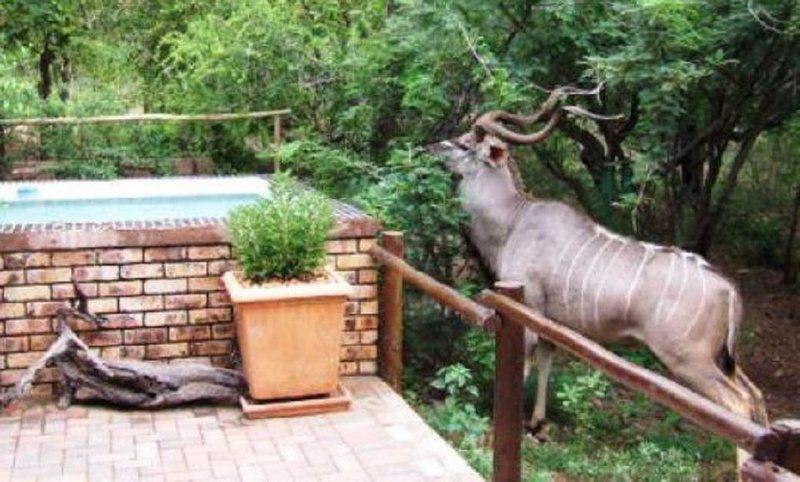 Animal, Marloth Bush Retreat, Marloth Park, Marloth Park