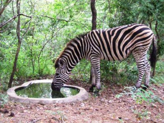 Zebra, Mammal, Animal, Herbivore, Marloth Bush Retreat, Marloth Park, Marloth Park