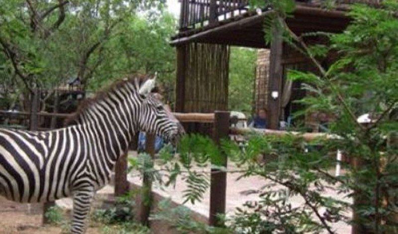 Zebra, Mammal, Animal, Herbivore, Marloth Bush Retreat, Marloth Park, Marloth Park