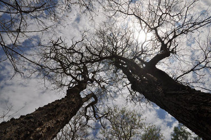 Marloth Getaway Marloth Park Mpumalanga South Africa Unsaturated, Tree, Plant, Nature, Wood