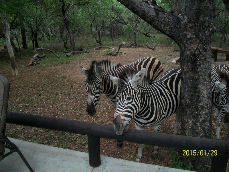 Marloth Getaway Marloth Park Mpumalanga South Africa Zebra, Mammal, Animal, Herbivore