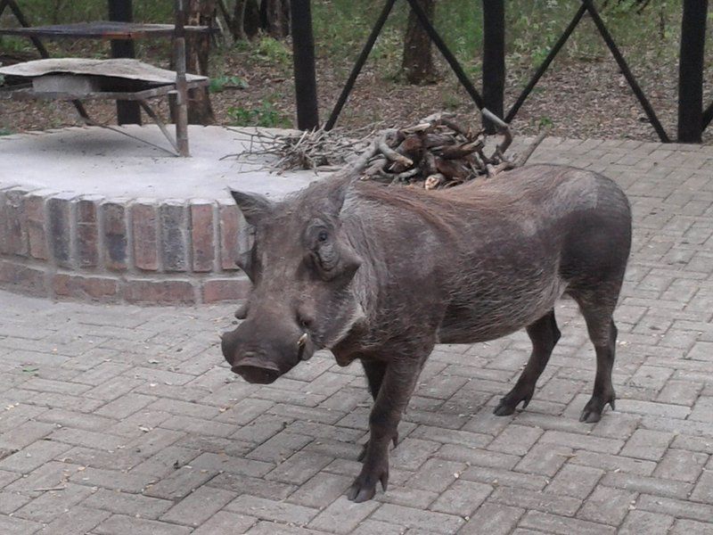 Marloth Getaway Marloth Park Mpumalanga South Africa Unsaturated, Boar, Mammal, Animal, Herbivore