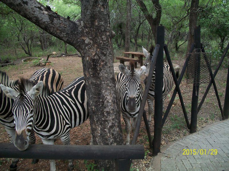 Marloth Getaway Marloth Park Mpumalanga South Africa Unsaturated, Zebra, Mammal, Animal, Herbivore
