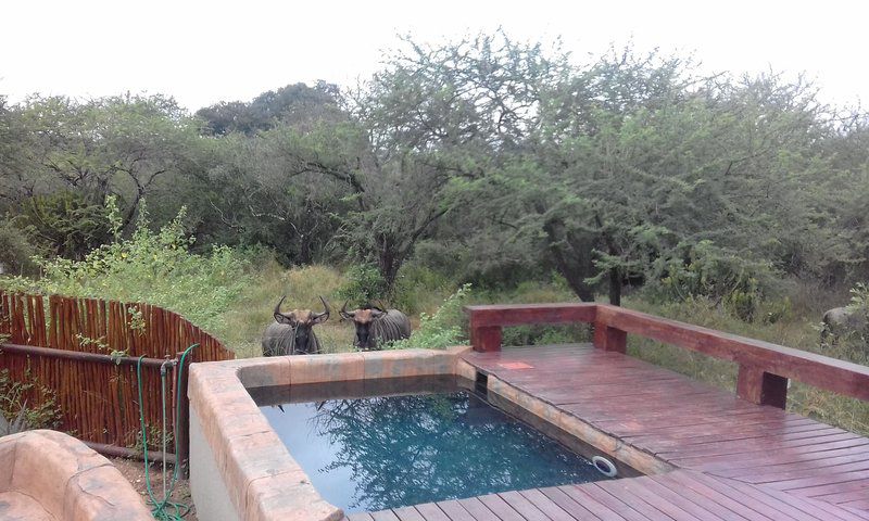 Marloth Kruger Whispering Ants Marloth Park Mpumalanga South Africa Animal, Swimming Pool