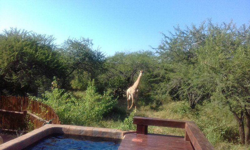 Marloth Kruger Whispering Ants Marloth Park Mpumalanga South Africa Complementary Colors, Giraffe, Mammal, Animal, Herbivore