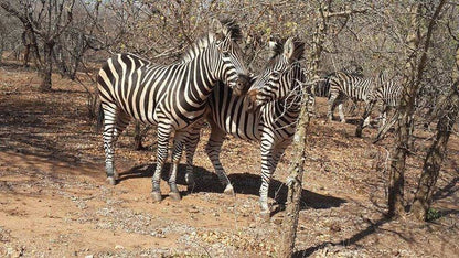 Marloth Paradise Marloth Park Mpumalanga South Africa Zebra, Mammal, Animal, Herbivore