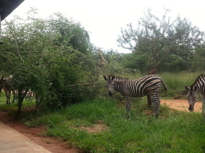 Marloth Wild Fig Studio Marloth Park Mpumalanga South Africa Zebra, Mammal, Animal, Herbivore