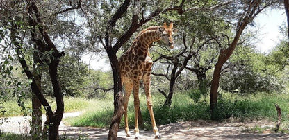 Marloth Wild Fig Studio Marloth Park Mpumalanga South Africa Giraffe, Mammal, Animal, Herbivore