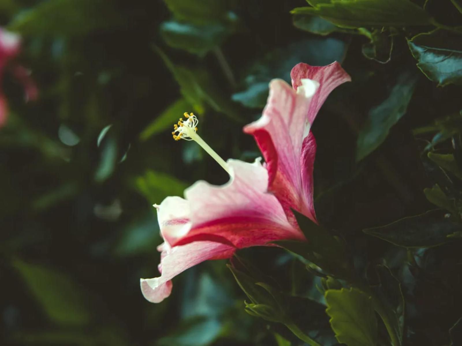 Maroela House Bellville Cape Town Western Cape South Africa Flower, Plant, Nature, Bokeh