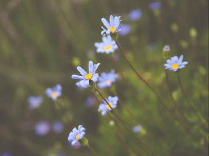 Maroela House Bellville Cape Town Western Cape South Africa Flower, Plant, Nature, Bokeh