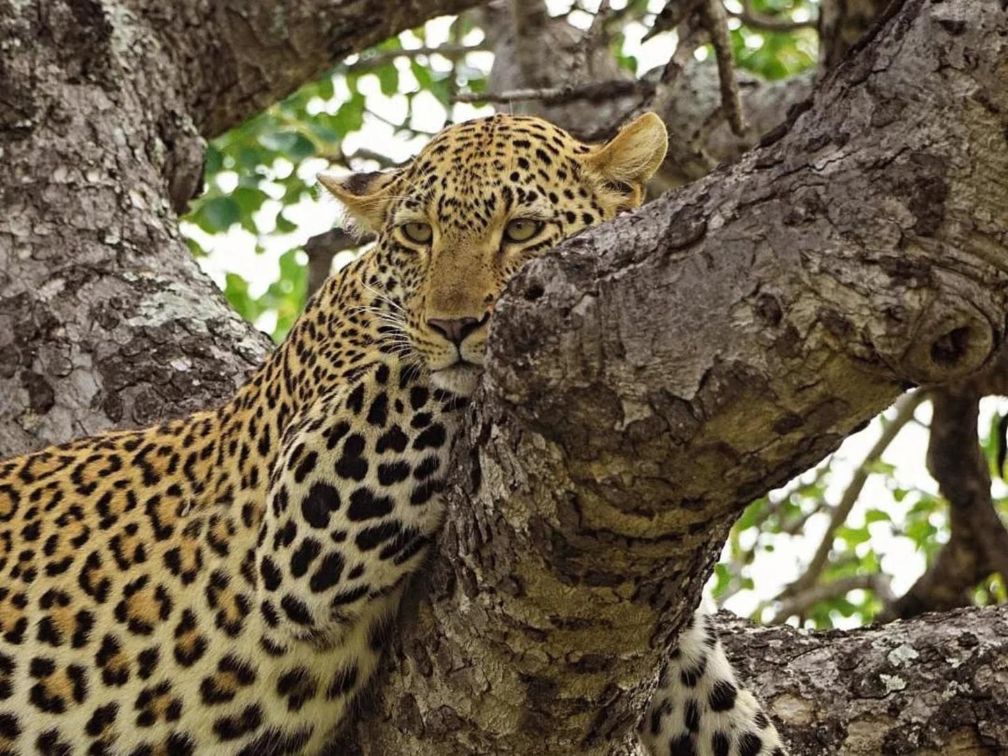 Maroelani Private Nature Reserve, Leopard, Mammal, Animal, Big Cat, Predator