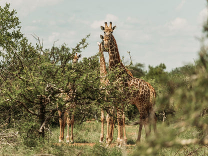 Maroelani Private Nature Reserve, Giraffe, Mammal, Animal, Herbivore