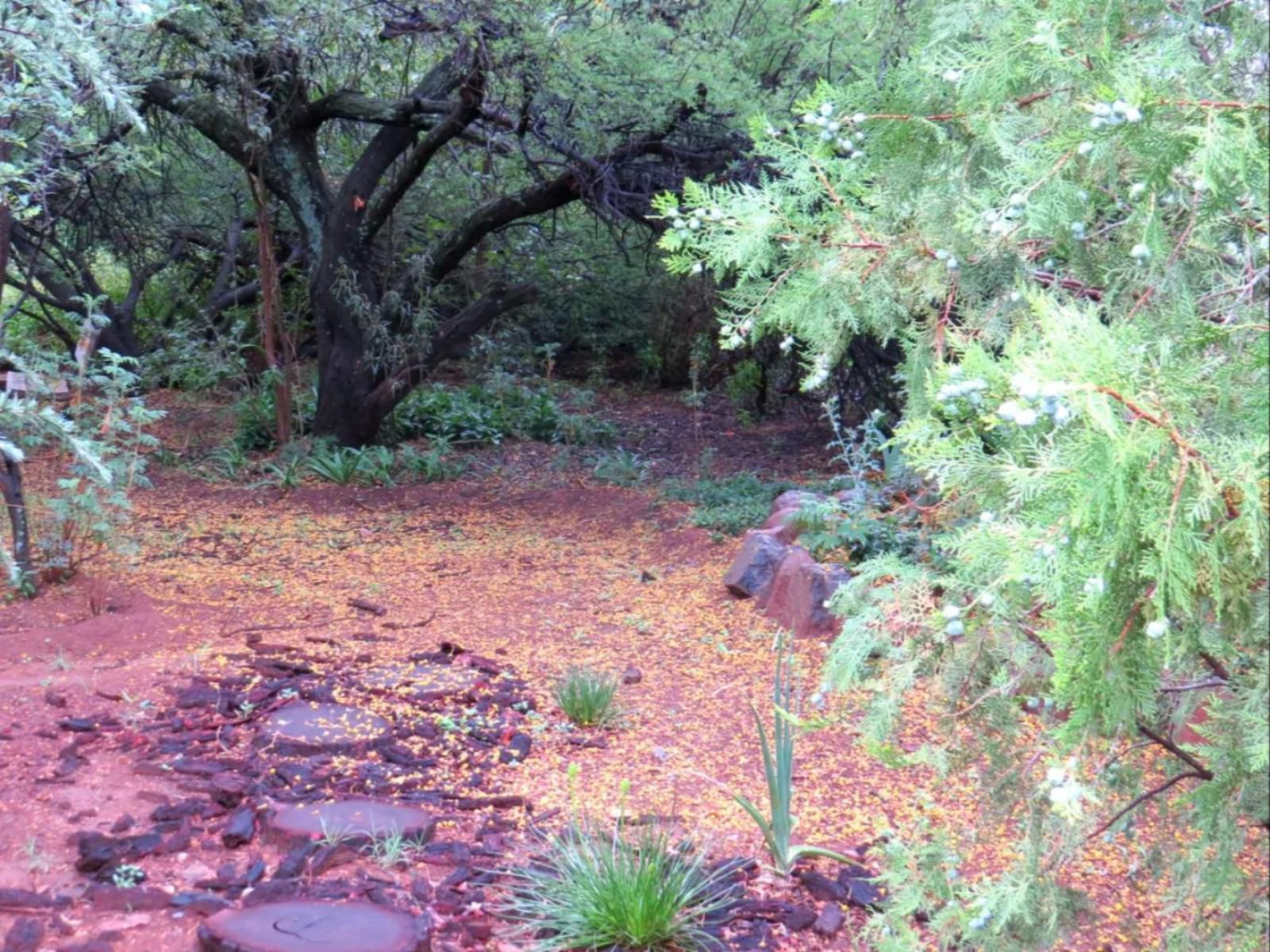 Marrakech Guest House, Plant, Nature, Tree, Wood, Garden