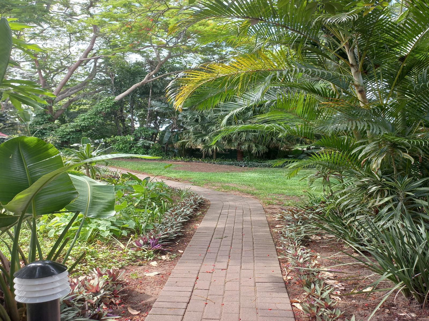 Marula Gardens Mtubatuba Kwazulu Natal South Africa Palm Tree, Plant, Nature, Wood, Garden