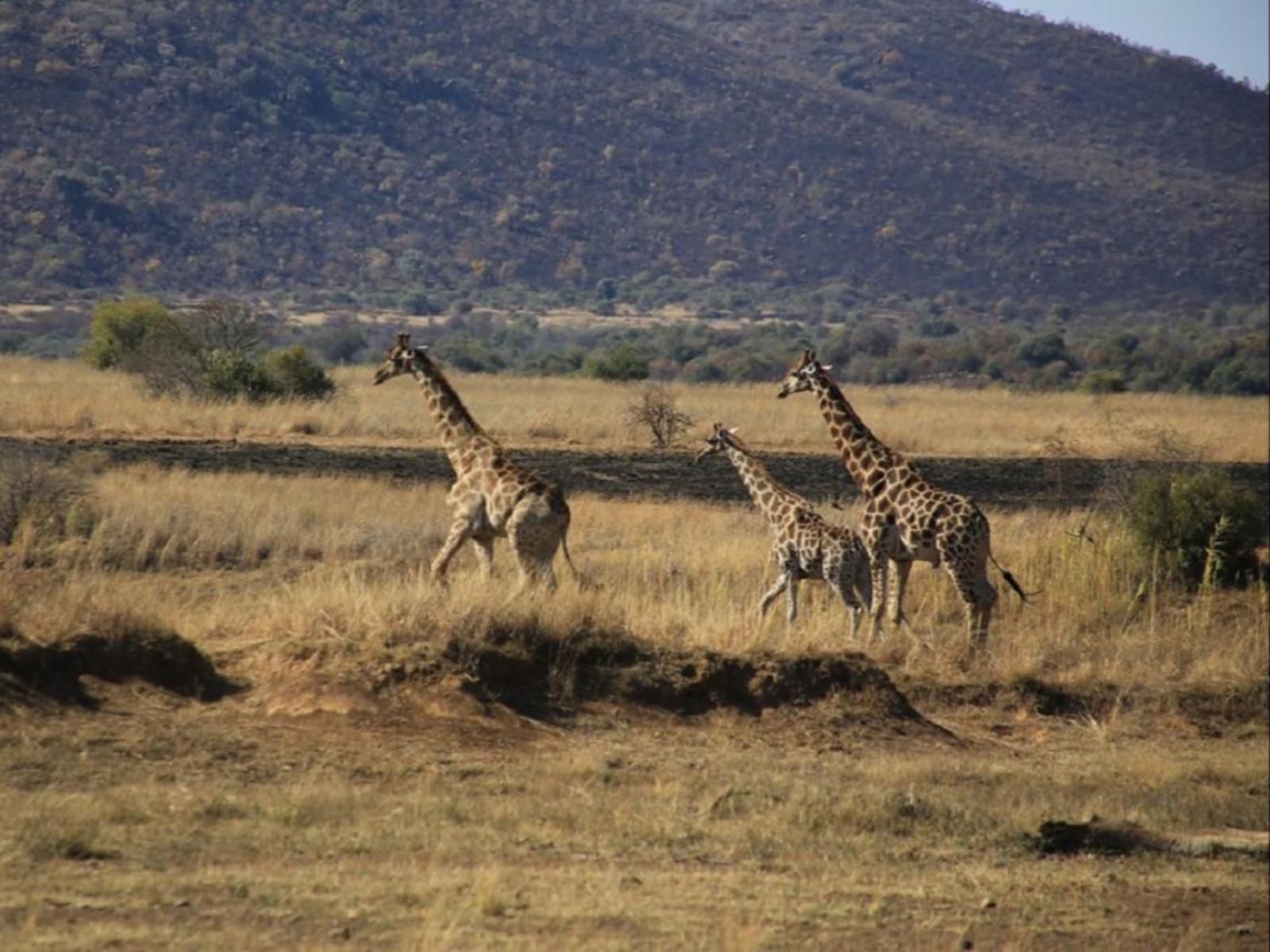 Marula Cottage Guest Lodge Thabazimbi Limpopo Province South Africa Giraffe, Mammal, Animal, Herbivore
