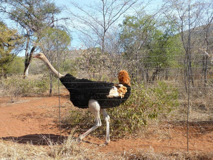 Marula Cottage Guest Lodge Thabazimbi Limpopo Province South Africa Chicken, Bird, Animal, Agriculture, Farm Animal