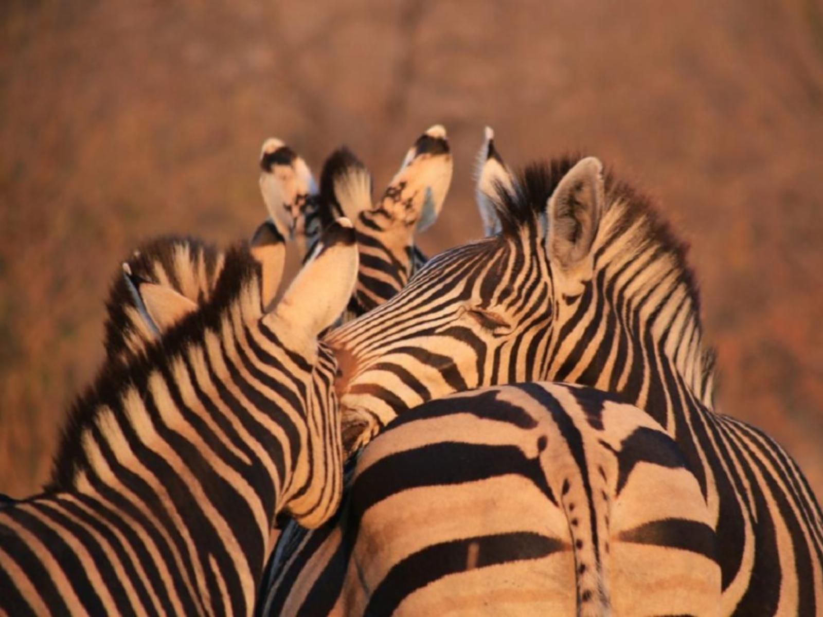 Marula Cottage Guest Lodge Thabazimbi Limpopo Province South Africa Zebra, Mammal, Animal, Herbivore