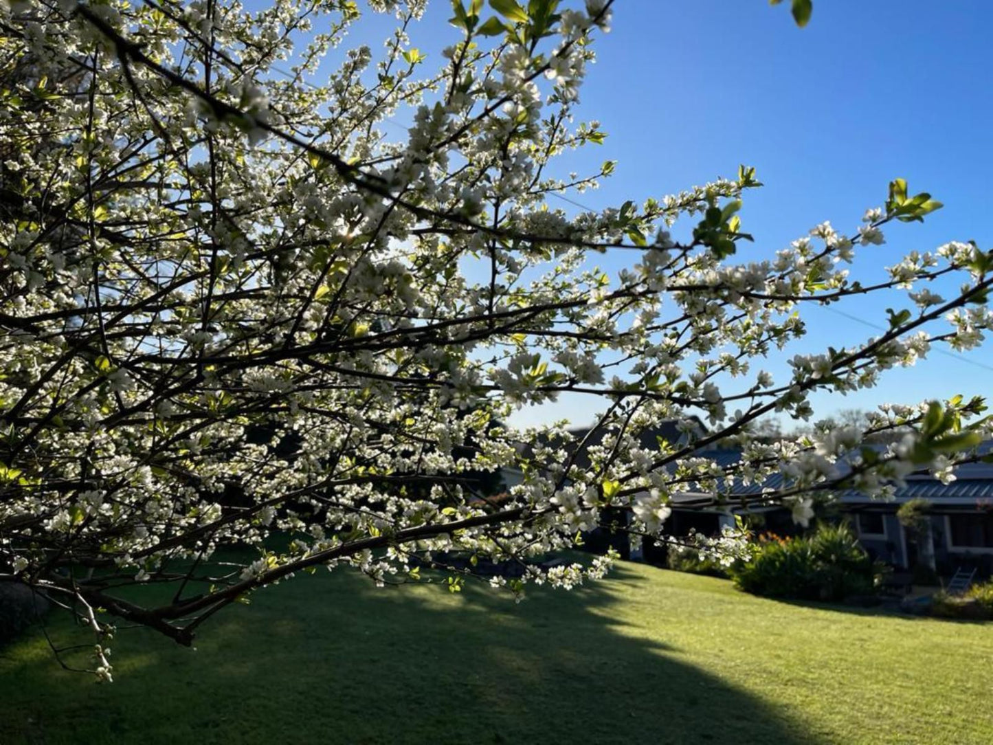 Marula Lodge Swellendam Western Cape South Africa Blossom, Plant, Nature, Garden