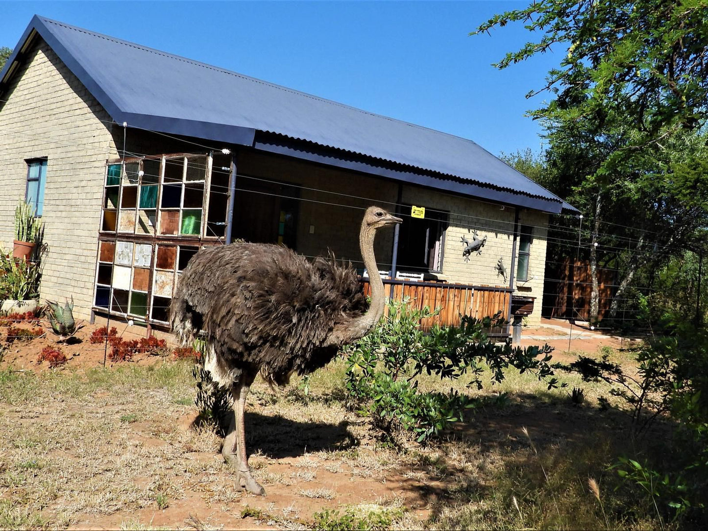 Marulani Bush Lodge Dinokeng Game Reserve Gauteng South Africa Complementary Colors, Bird, Animal