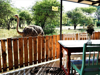 Marulani Bush Lodge Dinokeng Game Reserve Gauteng South Africa Animal