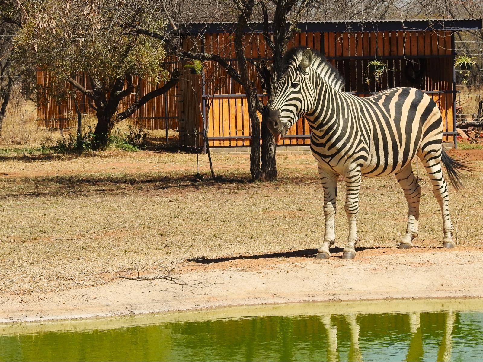 Marulani Bush Lodge Dinokeng Game Reserve Gauteng South Africa Sepia Tones, Zebra, Mammal, Animal, Herbivore