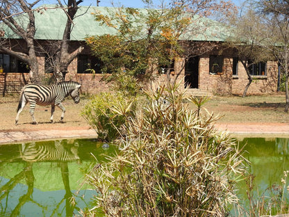 Marulani Bush Lodge Dinokeng Game Reserve Gauteng South Africa Zebra, Mammal, Animal, Herbivore