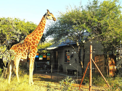 Marulani Bush Lodge Dinokeng Game Reserve Gauteng South Africa Giraffe, Mammal, Animal, Herbivore