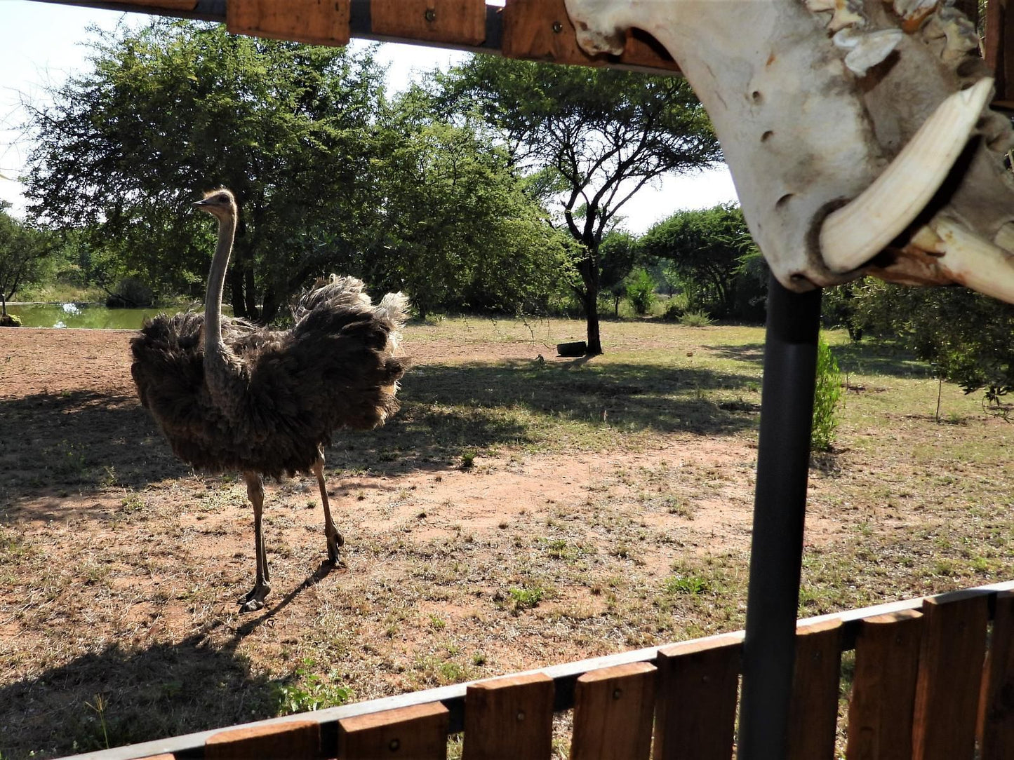 Marulani Bush Lodge Dinokeng Game Reserve Gauteng South Africa Ostrich, Bird, Animal