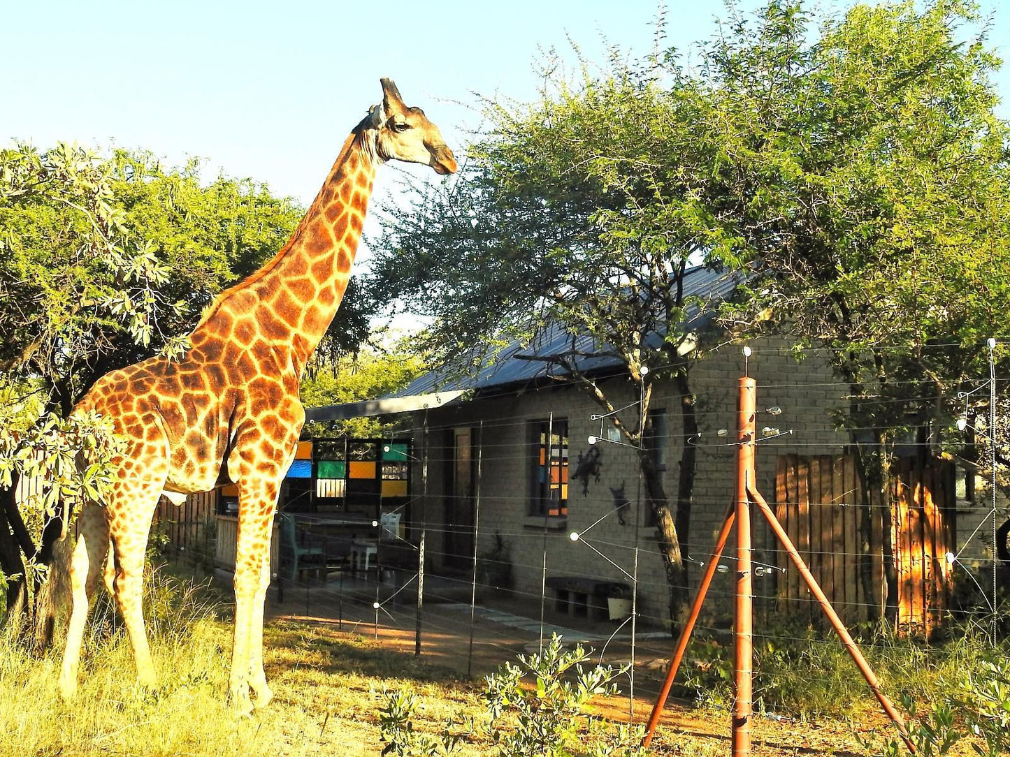 Marulani Bush Lodge Dinokeng Game Reserve Gauteng South Africa Giraffe, Mammal, Animal, Herbivore