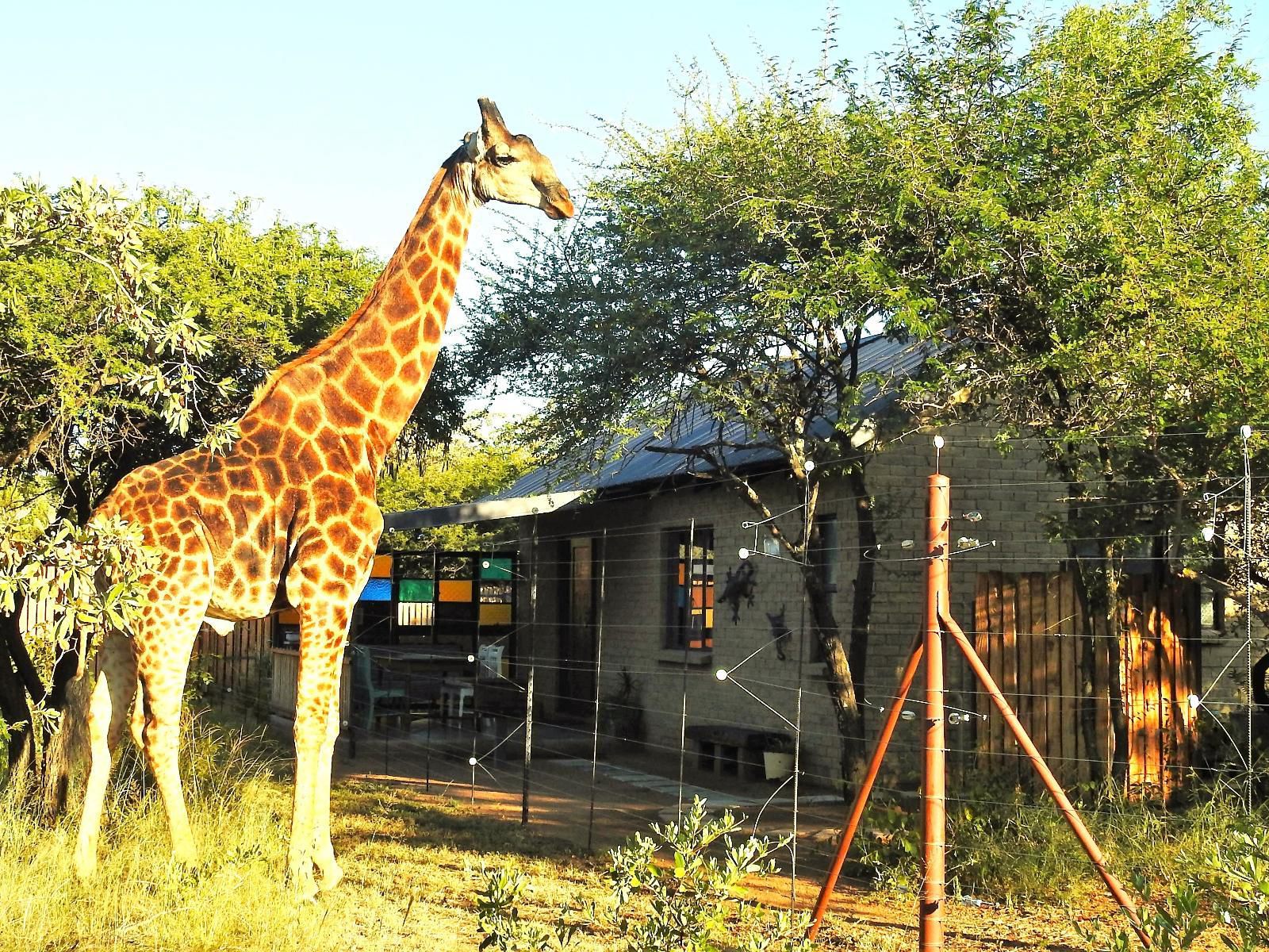 Marulani Bush Lodge Dinokeng Game Reserve Gauteng South Africa Giraffe, Mammal, Animal, Herbivore