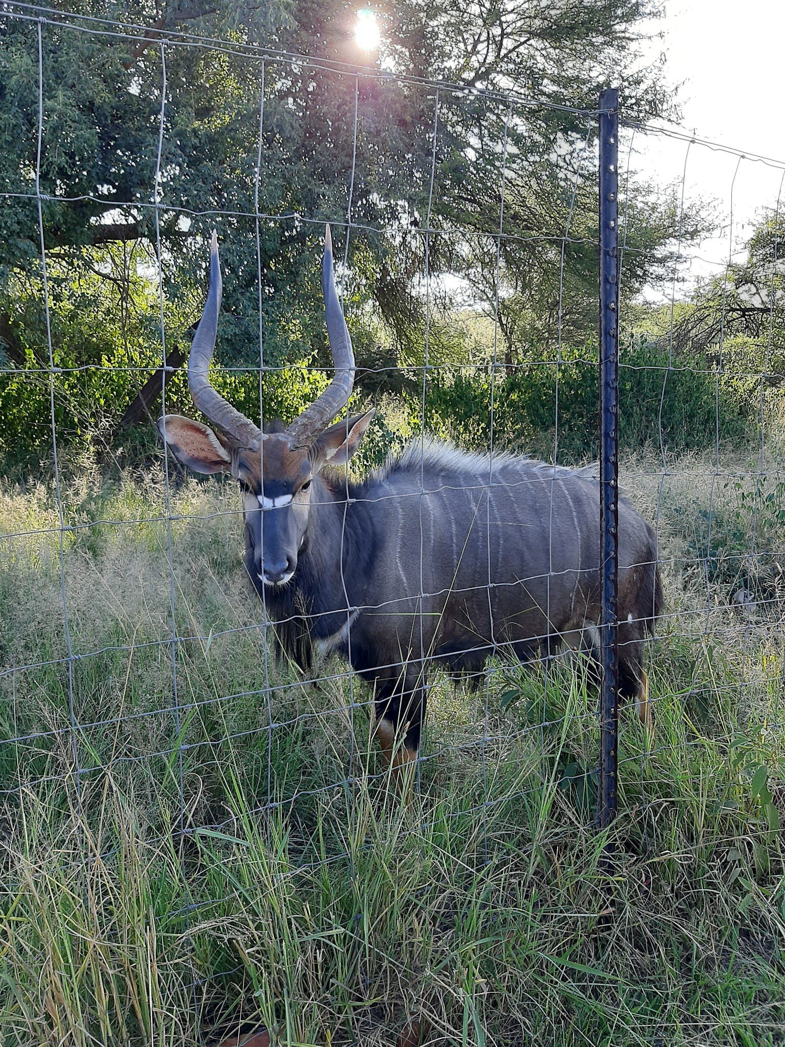 Marula Oase Bela Bela Warmbaths Limpopo Province South Africa Animal