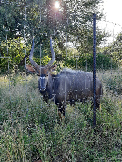 Marula Oase Bela Bela Warmbaths Limpopo Province South Africa Animal