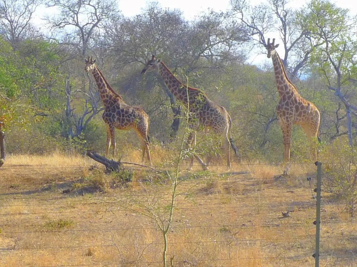 Masodini Game Lodge, Giraffe, Mammal, Animal, Herbivore