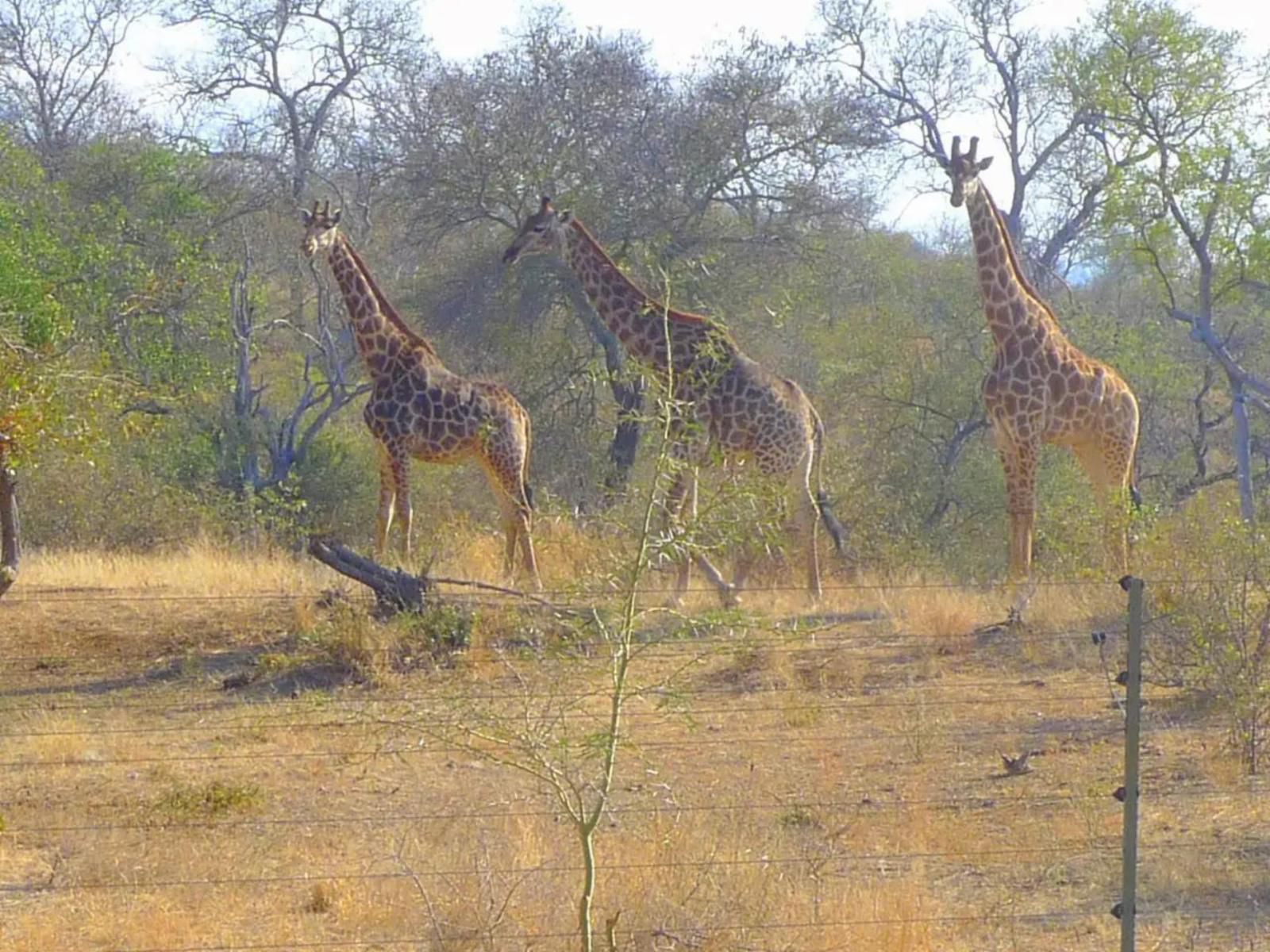 Masodini Game Lodge, Giraffe, Mammal, Animal, Herbivore