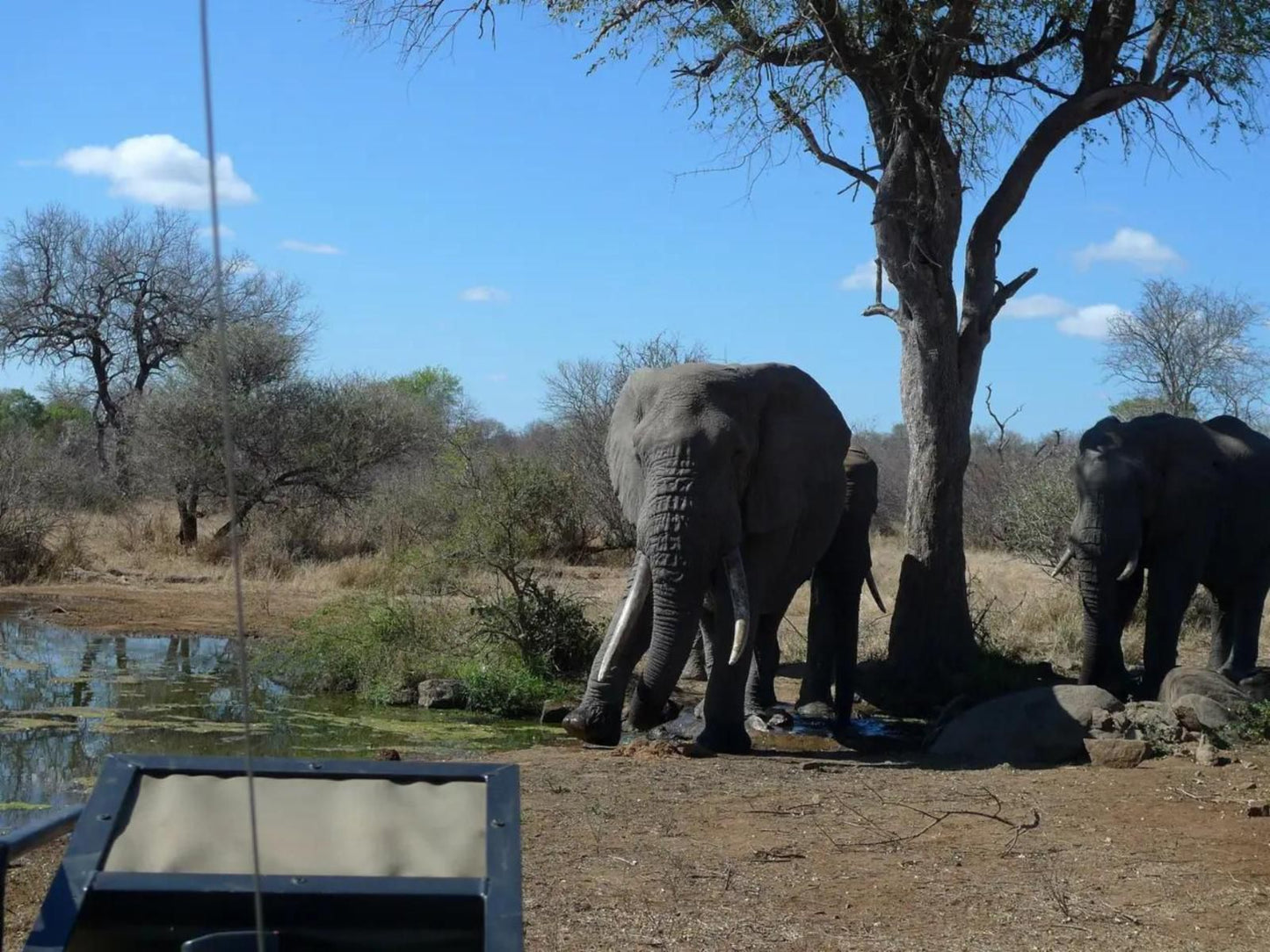 Masodini Game Lodge, Elephant, Mammal, Animal, Herbivore