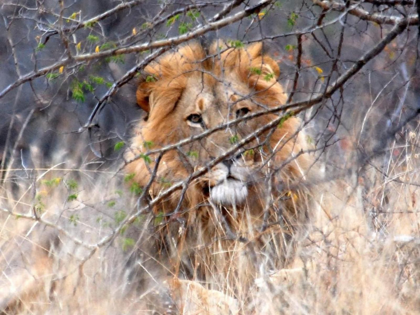 Masodini Game Lodge, Lion, Mammal, Animal, Big Cat, Predator