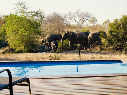 Masodini Game Lodge, Elephant, Mammal, Animal, Herbivore