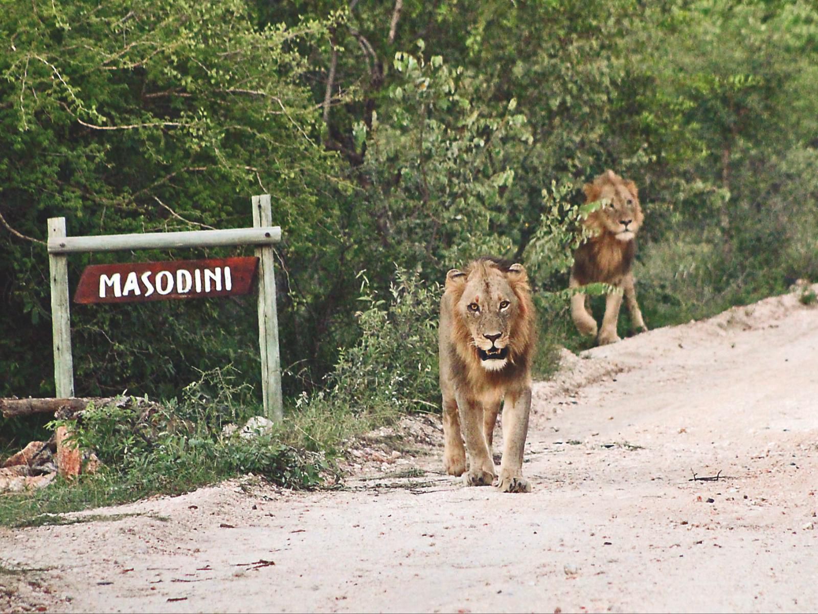 Masodini Game Lodge, Animal