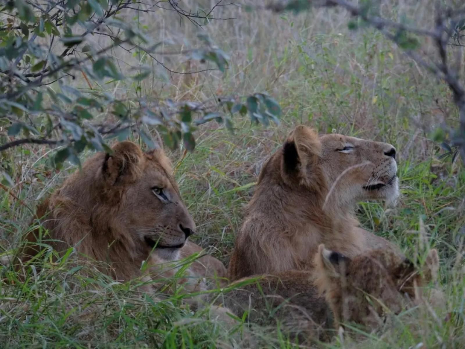 Masodini Game Lodge, Lion, Mammal, Animal, Big Cat, Predator