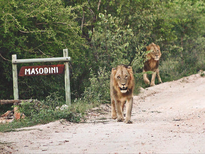 Masodini Private Game Lodge Balule Nature Reserve Mpumalanga South Africa Animal