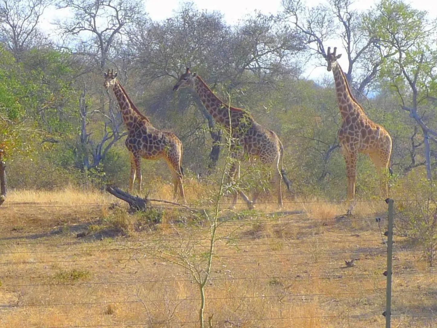 Masodini Private Game Lodge Balule Nature Reserve Mpumalanga South Africa Giraffe, Mammal, Animal, Herbivore