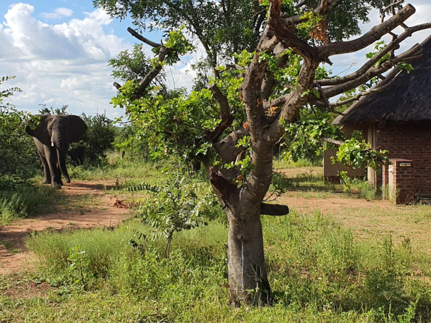 Masorini Bush Lodge, Elephant, Mammal, Animal, Herbivore, Tree, Plant, Nature, Wood, Lowland