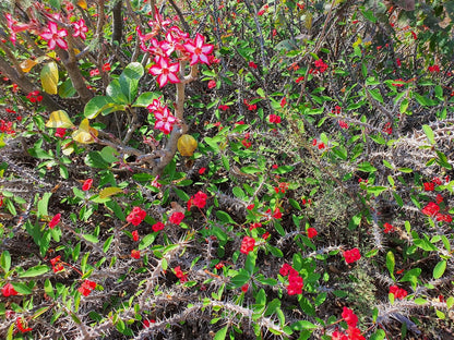 Masorini Bush Lodge, Plant, Nature