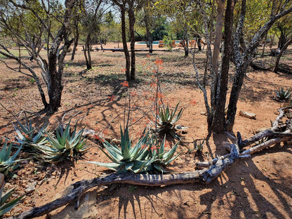 Masorini Bush Lodge, Cactus, Plant, Nature