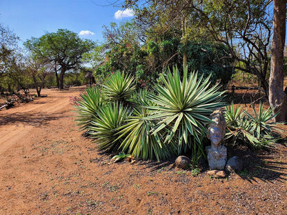 Masorini Bush Lodge, Cactus, Plant, Nature, Person