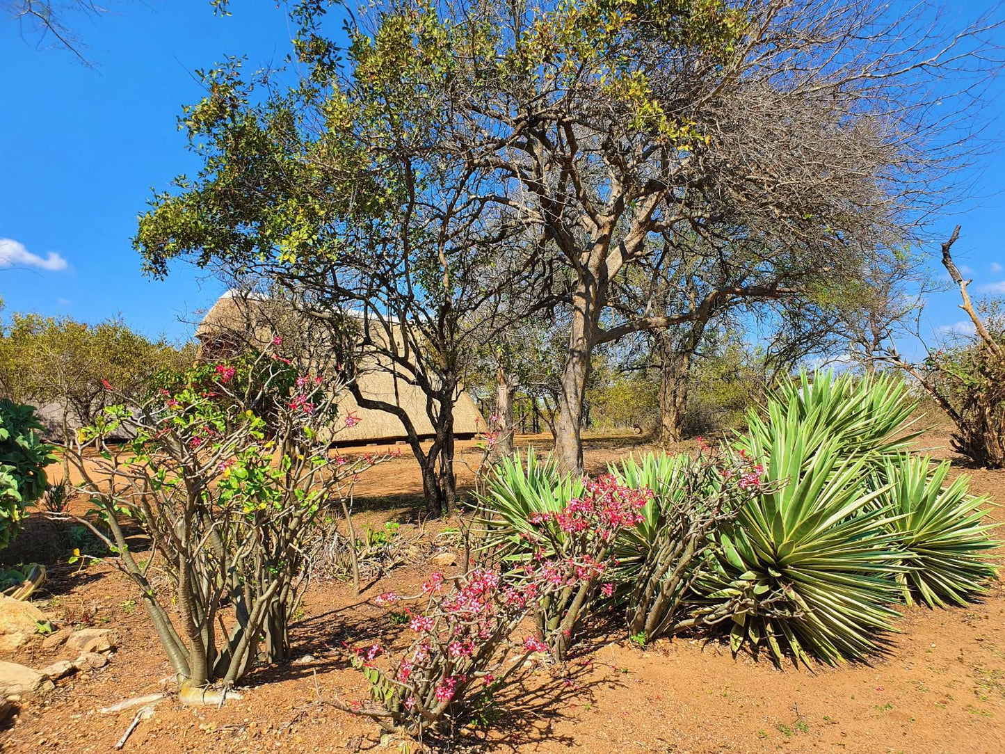 Masorini Bush Lodge, Cactus, Plant, Nature