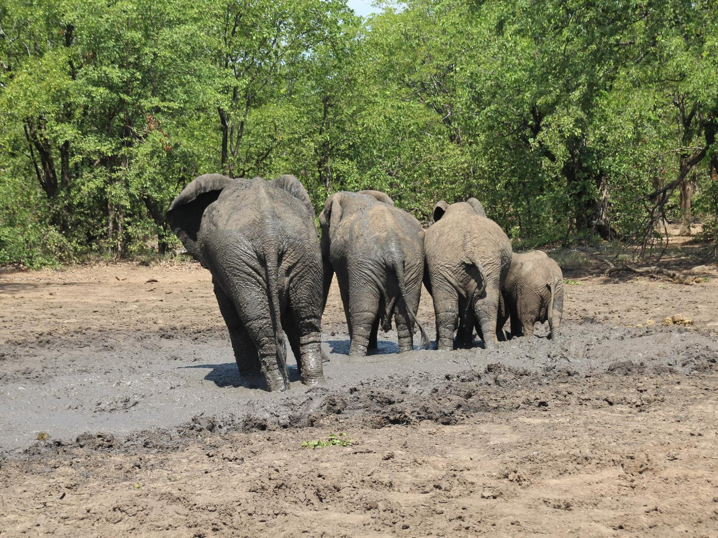 Masorini Bush Lodge, Elephant, Mammal, Animal, Herbivore