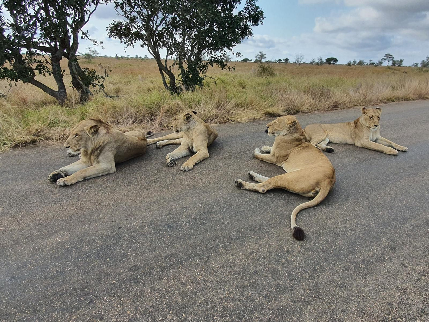 Masorini Bush Lodge, Lion, Mammal, Animal, Big Cat, Predator