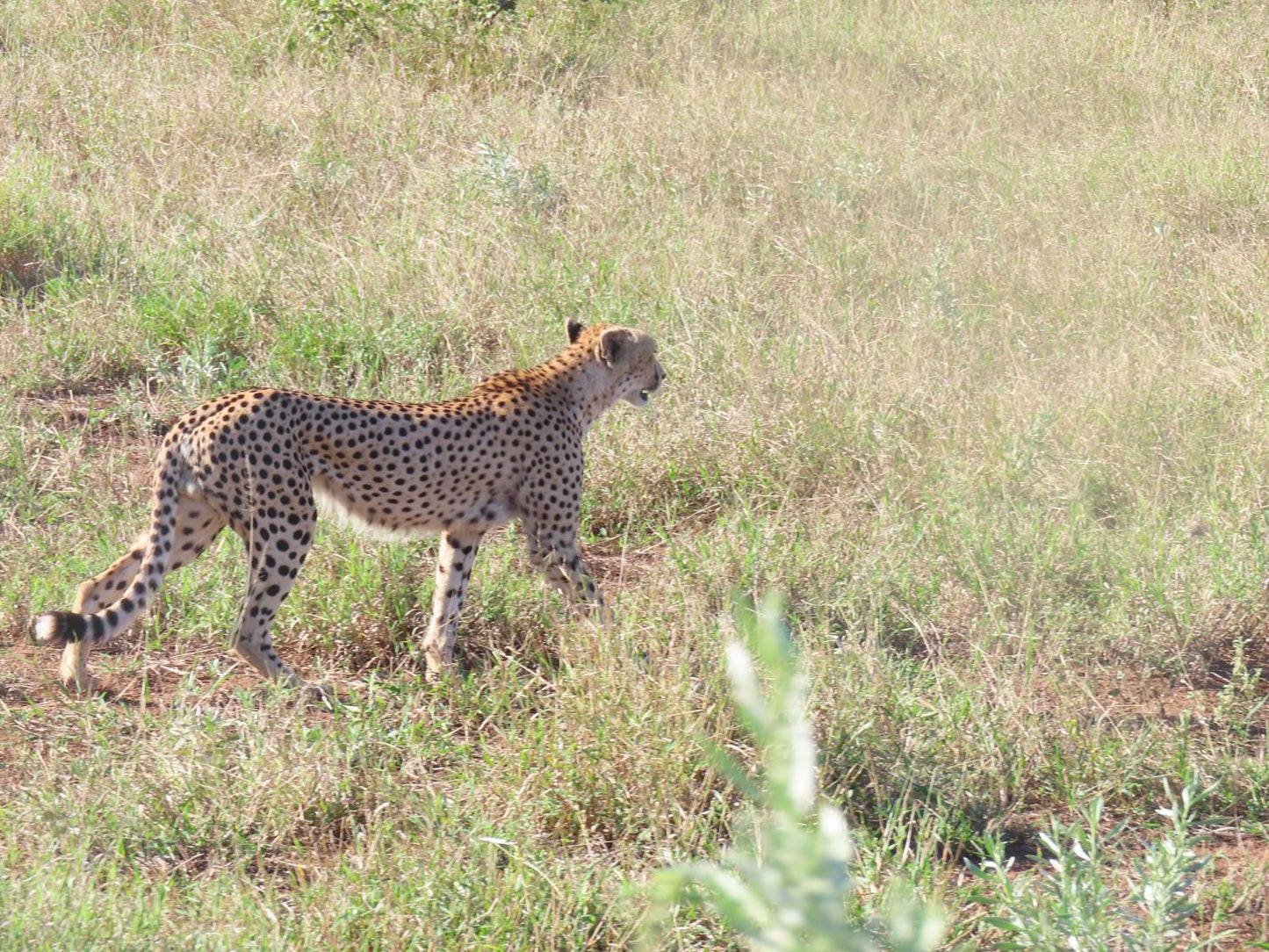 Masorini Bush Lodge, Cheetah, Mammal, Animal, Big Cat, Predator